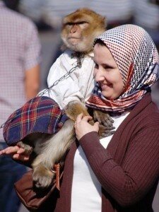 macaque4