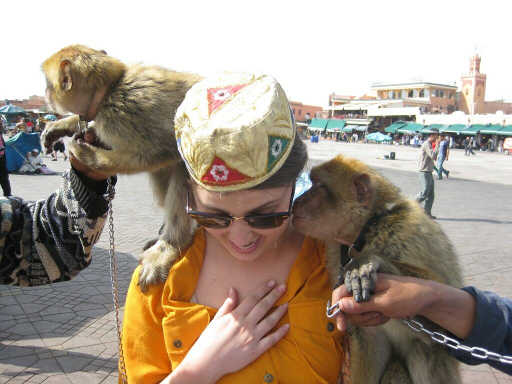 macaques-marrakech-connasse3